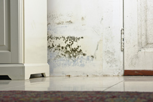 Mold testing and inspection services from Lake Forest's experts