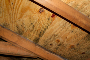Mold growing on roof sheathing in Highland Park attic