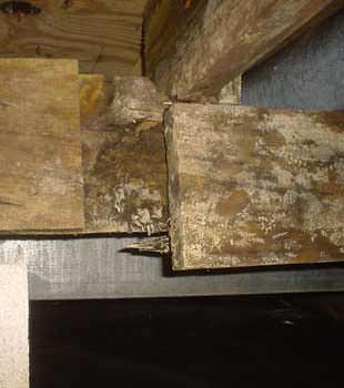 Extensive basement rot found in Winnetka by Dr. Energy Saver N.E. Illinois