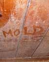 The word mold written with a finger on a moldy wood wall in Arlington Heights
