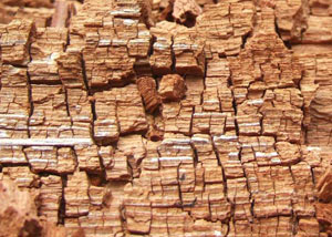 Wood severely damaged by dry rot damage in Palatine