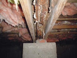 Examining molds in Illinois