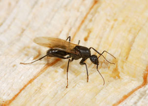 Closeup of a carpenter ant breeder in Barrington
