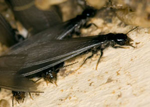 Closeup view of a termite new queen breeder in Golf