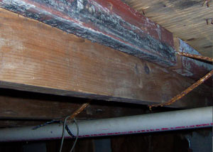 Rotting, decaying wood from mold damage in Lincolnshire
