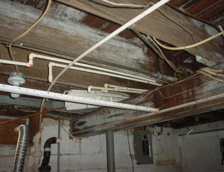 a humid basement overgrown with mold and rot in Lake Zurich